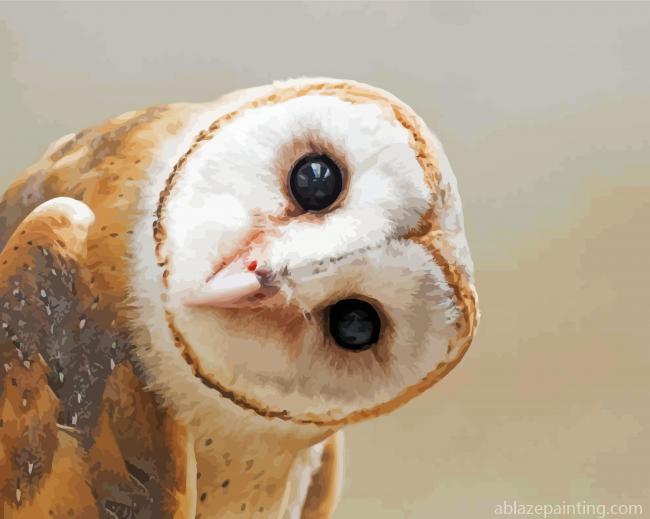 Cute Barn Owl Paint By Numbers.jpg