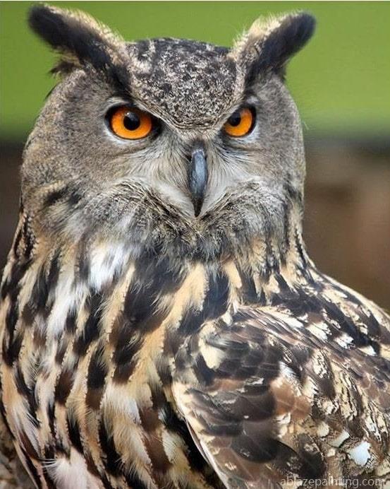 Big Eyes Owl Birds Paint By Numbers.jpg