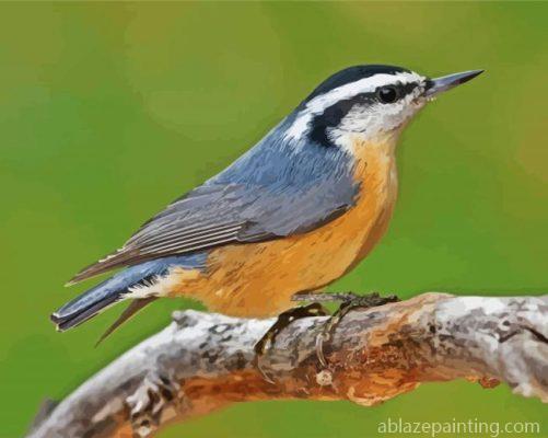 Nuthatch Bird Animal Paint By Numbers.jpg