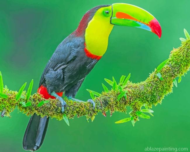 Toco Toucan Birds Paint By Numbers.jpg