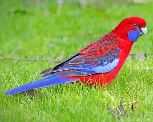 Crimson Rosella Bird Paint By Numbers.jpg