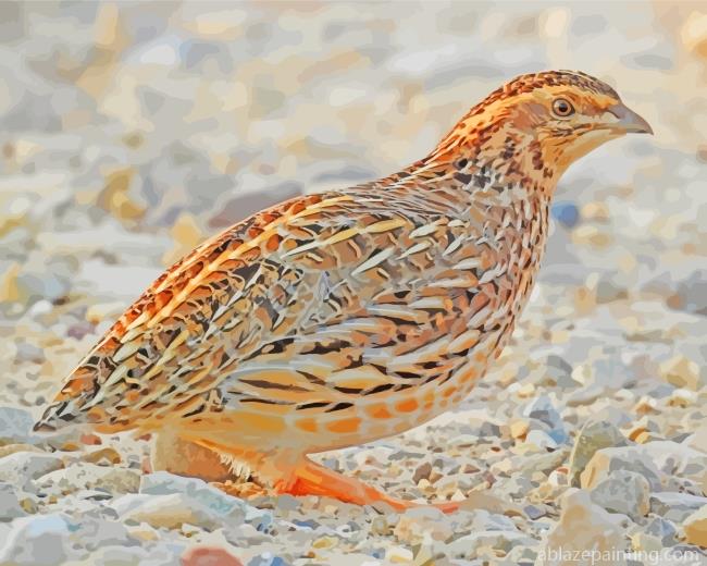 Common Quail Bird Paint By Numbers.jpg