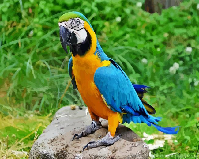 Blue And Gold Macaw Paint By Numbers.jpg