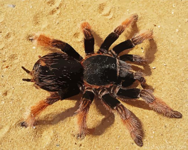 Tarantula Spider Paint By Numbers.jpg