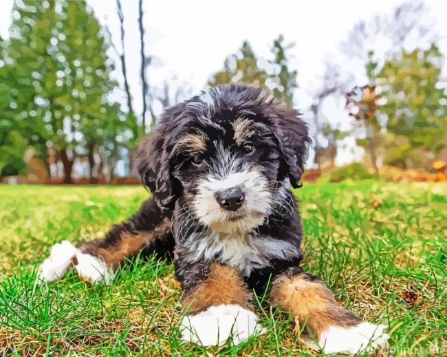Bernedoodle Puppy Paint By Numbers.jpg