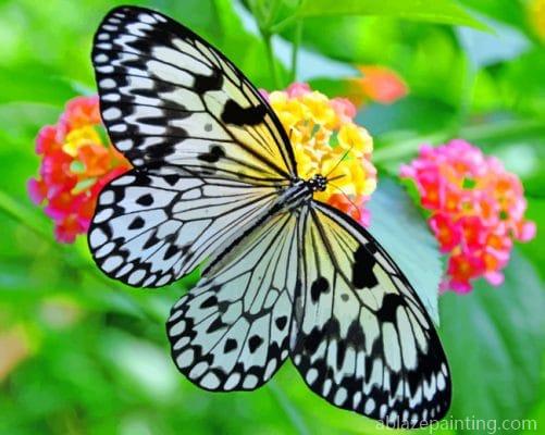 Black And White Butterfly Paint By Numbers.jpg