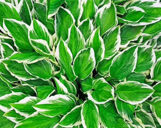 Hosta Leaves Plant Paint By Numbers.jpg