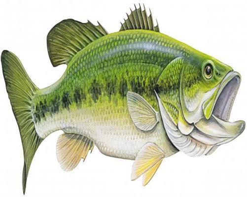 Bass Fish Paint By Numbers.jpg