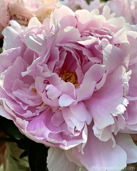 Common Peony Flowers Paint By Numbers.jpg