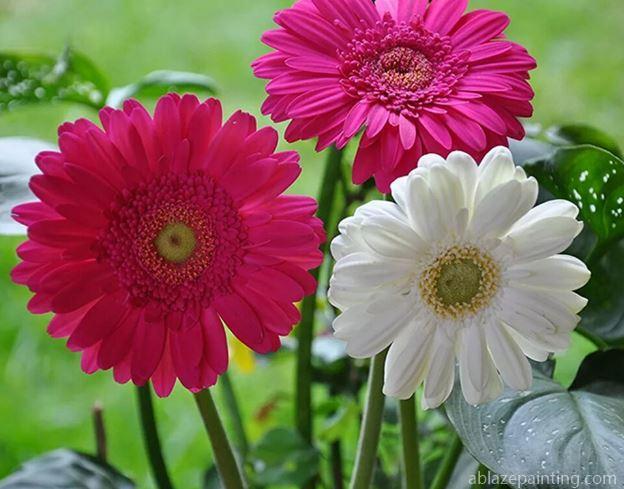 Pink White Chrysanthemum Flower Paint By Numbers.jpg