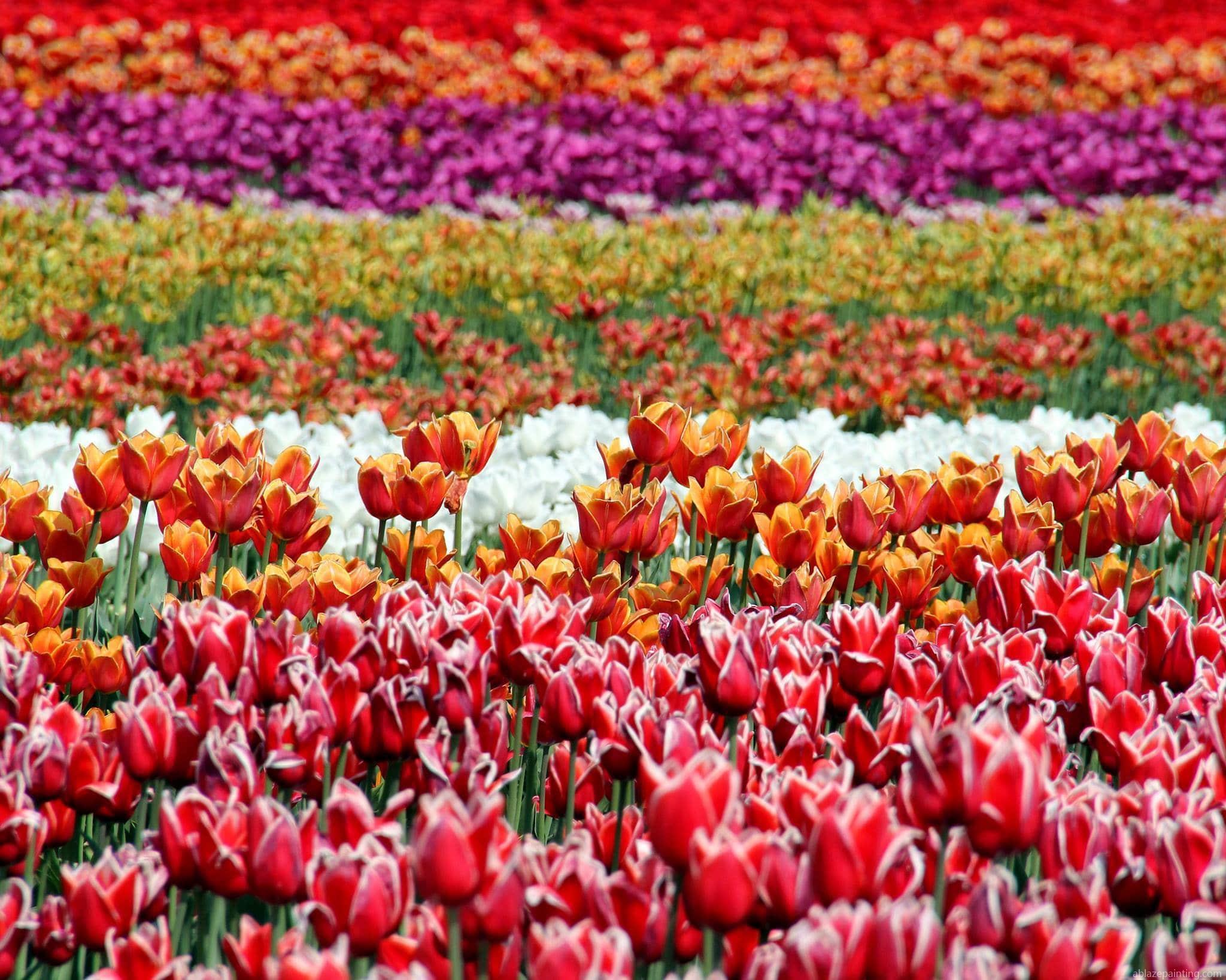 Tulip Flowers Field Paint By Numbers.jpg