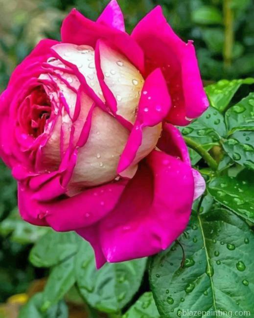 Beautiful Pink Rose New Paint By Numbers.jpg