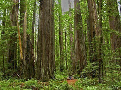 Giant Redwood Trees Landscape Paint By Numbers.jpg