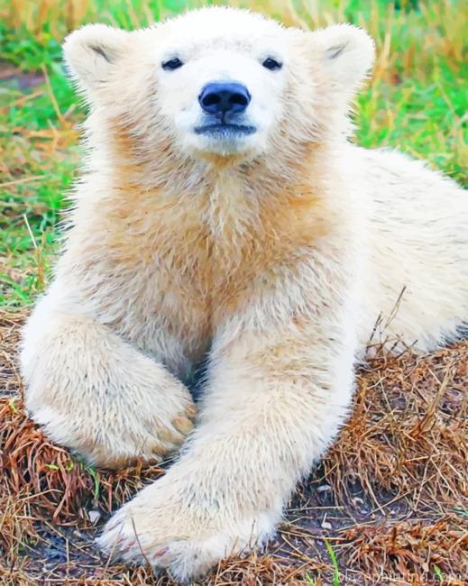 Baby Polar Bear Paint By Numbers.jpg