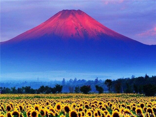 Sunflowers Field And Mountain Paint By Numbers.jpg