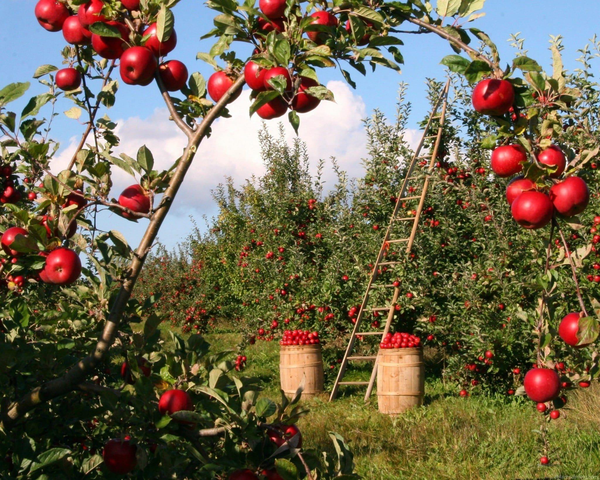 Apples Fields Landscape Paint By Numbers.jpg