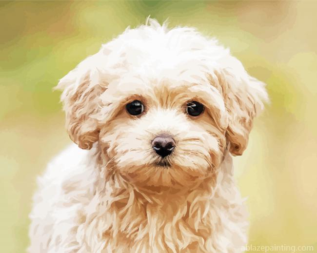 Cute Maltipoo Puppy Paint By Numbers.jpg