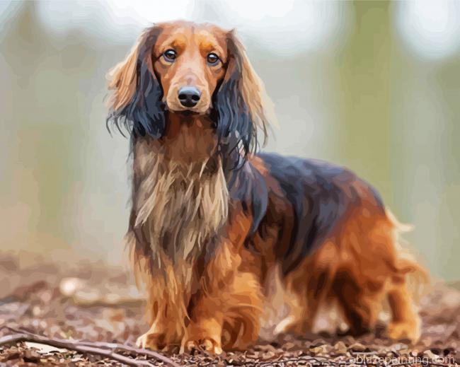 Long Haired Dachshund Standing Paint By Numbers.jpg