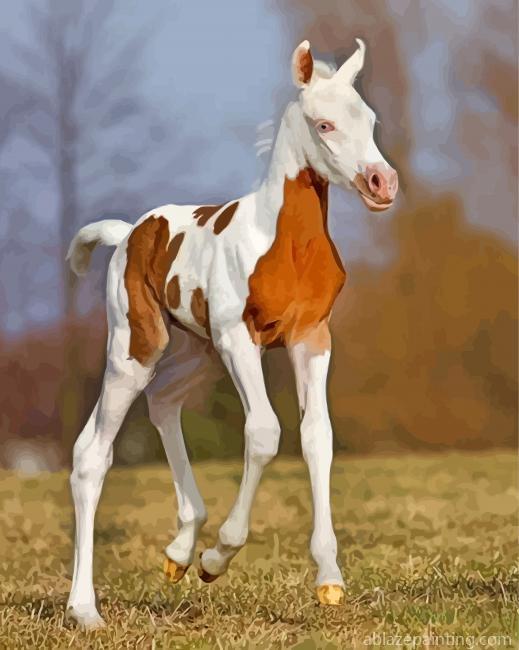 Arabian Horse Foal Paint By Numbers.jpg