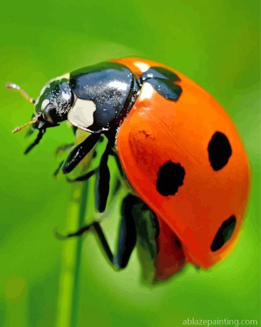 Ladybug Insect Paint By Numbers.jpg