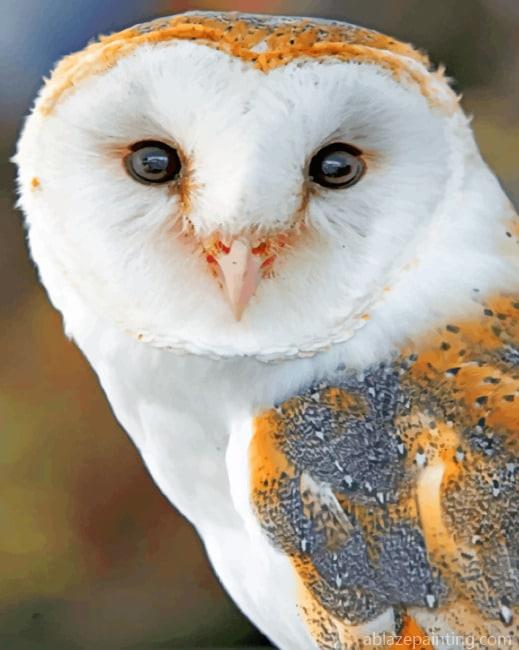 Barn Owl Birds Paint By Numbers.jpg