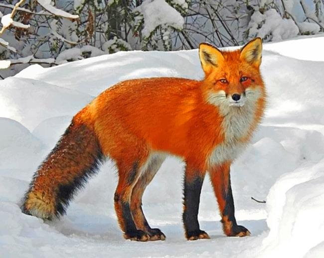 Red Fox On Snow Animals Paint By Numbers.jpg