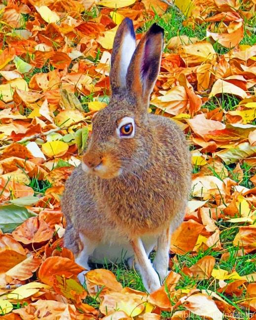 Fall Bunny Animals Paint By Numbers.jpg