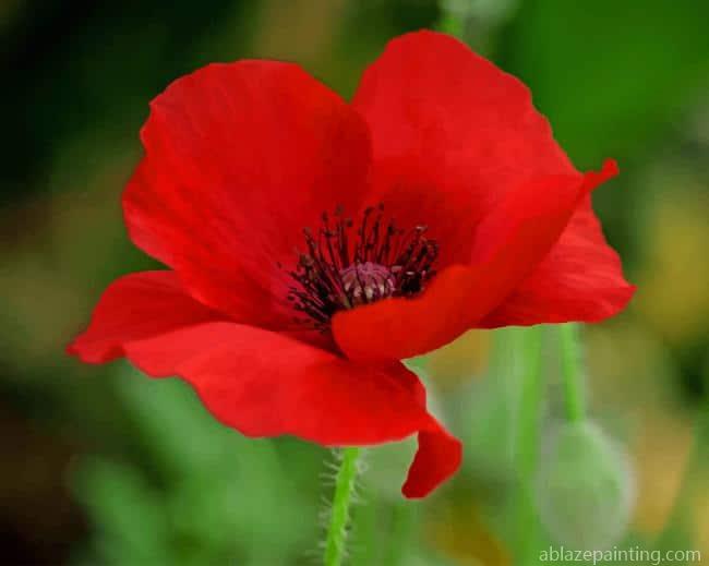 Red Poppy Flower New Paint By Numbers.jpg
