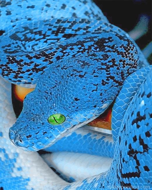 Blue Bellied Black Snake New Paint By Numbers.jpg