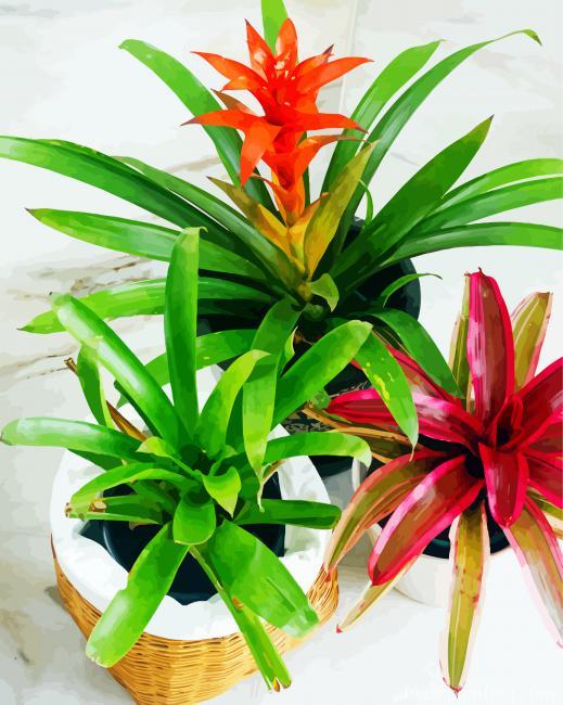 Bromeliad Plant Pots Paint By Numbers.jpg